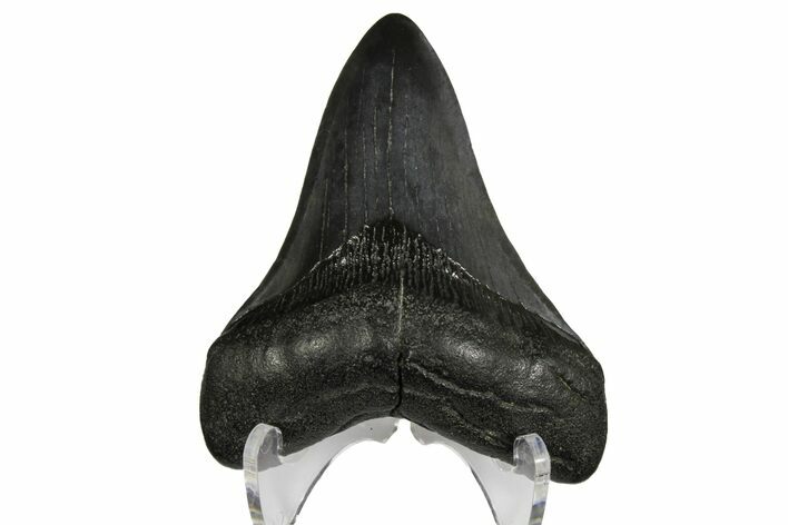 Fossil Megalodon Tooth - South Carolina #145538